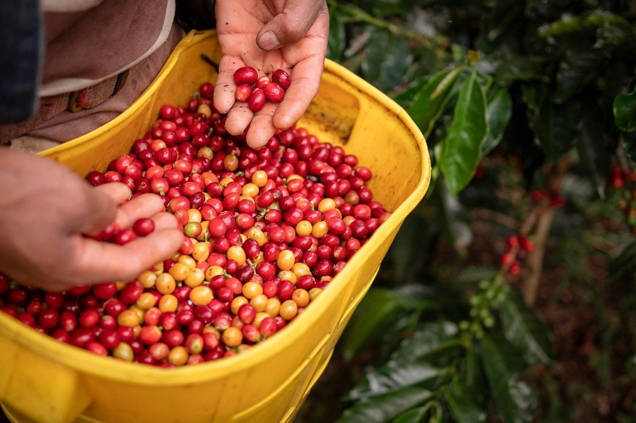 Tahapan Dan Cara Pengolahan Biji Kopi Jadi Bubuk Siap Seduh
